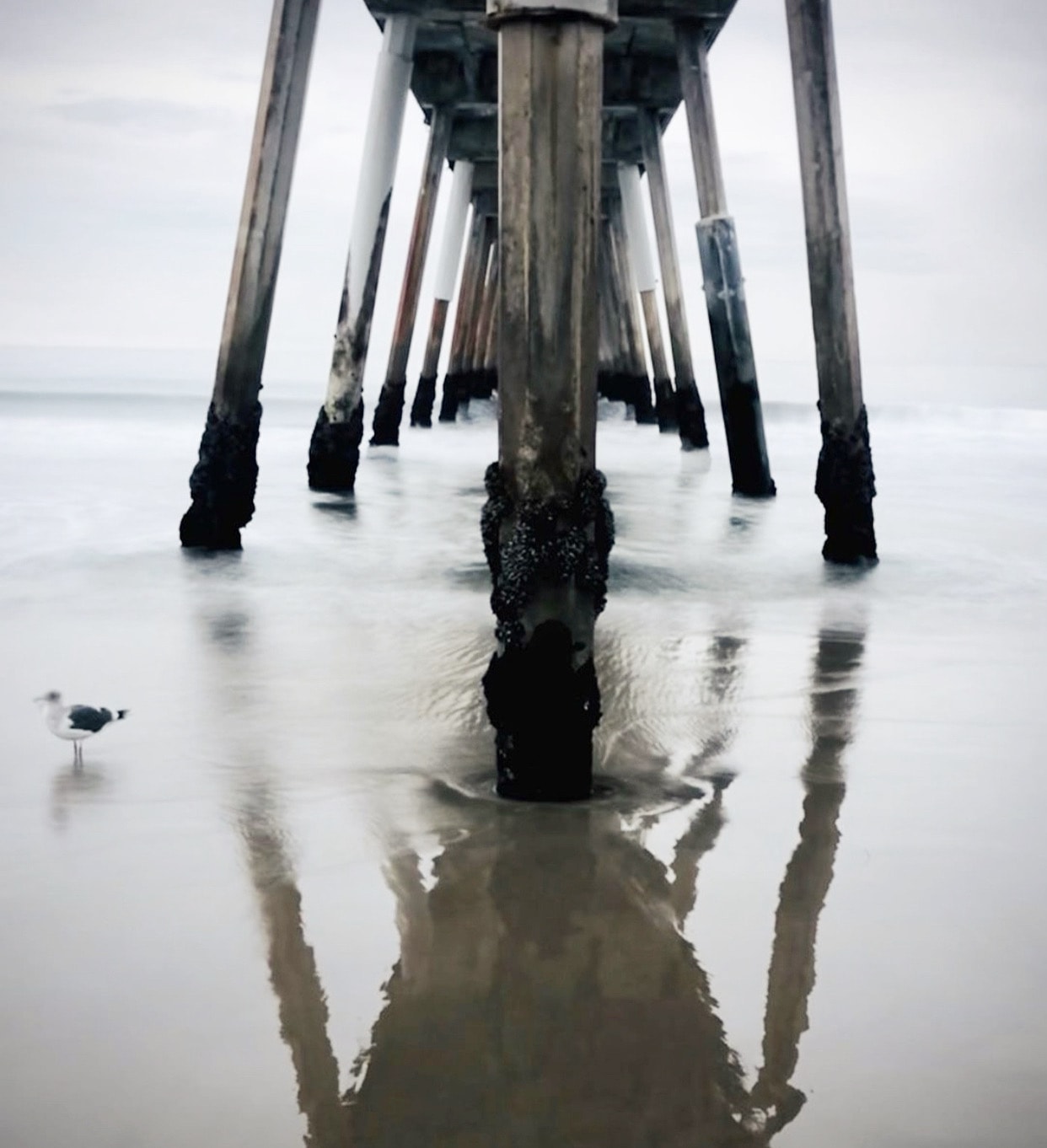Under the pier with barnacled pilings and lone seagull reflected in wet sand