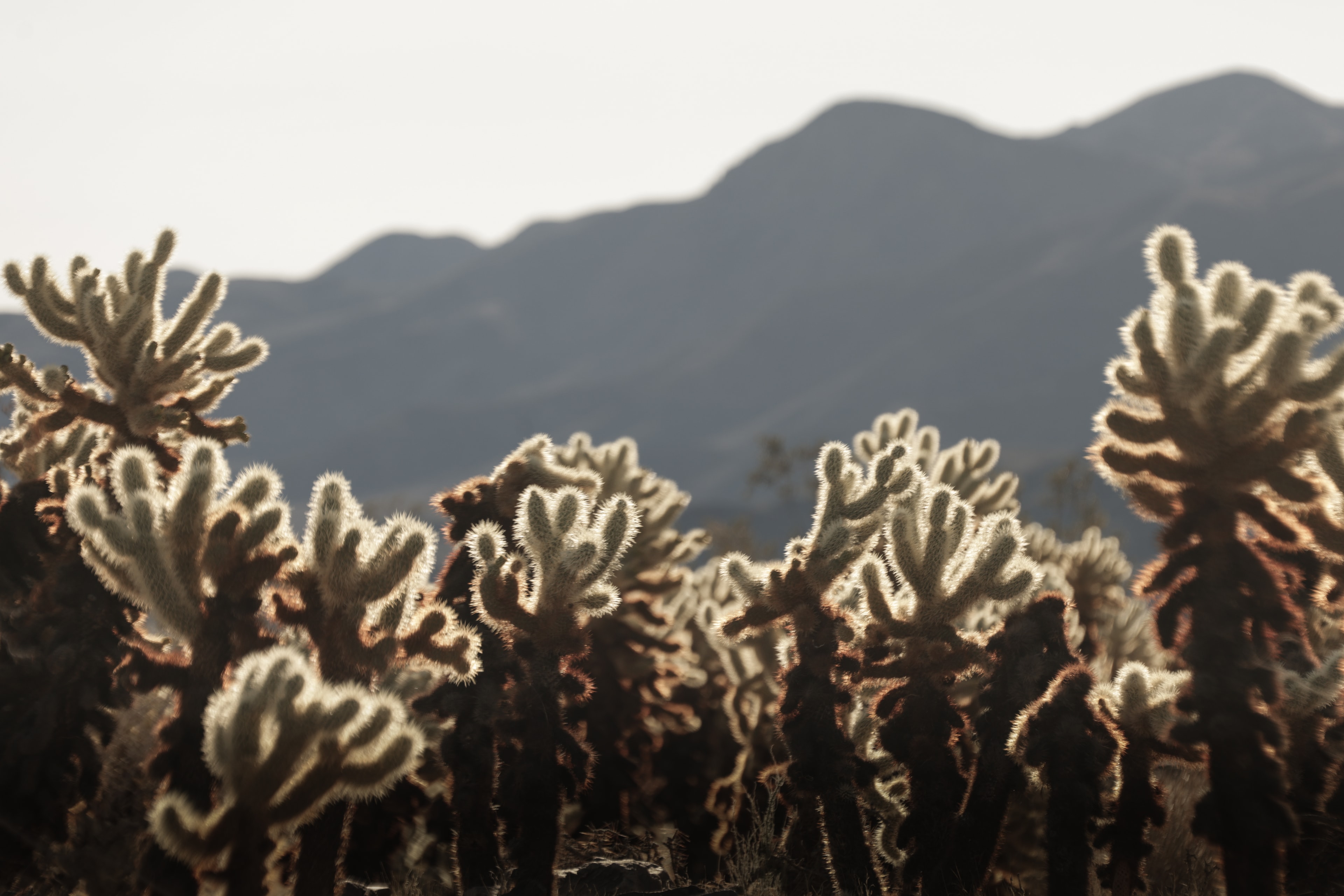 Close-up of cholla cactus with soft light and mountain silhouette