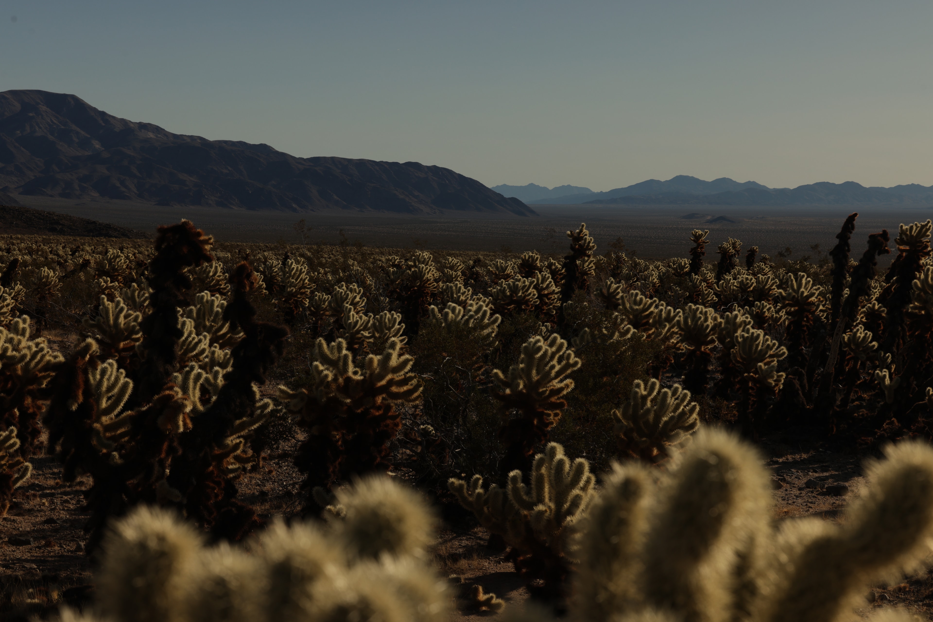 Cholla cactus garden stretching across the desert with mountain backdrop