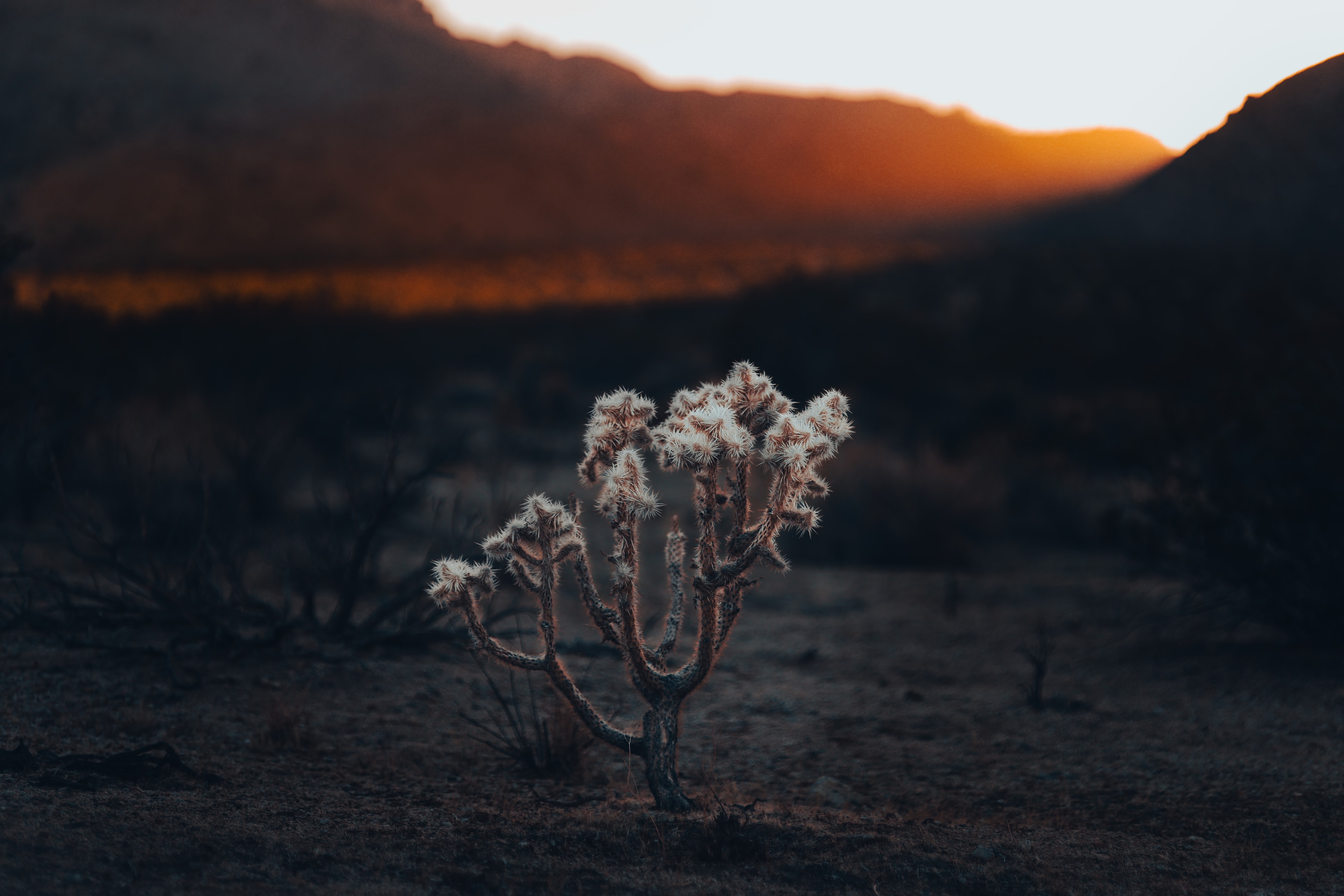 Lone cholla cactus glowing in warm sunset light against dark mountains
