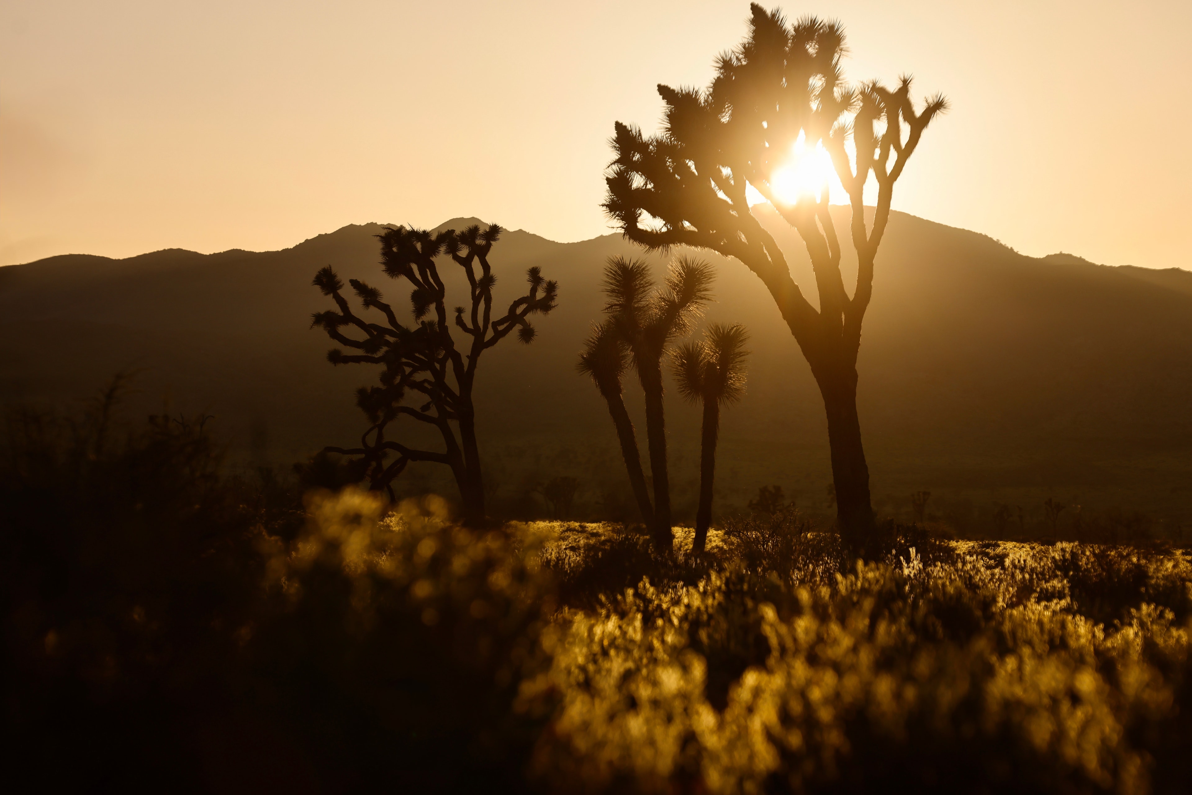 Wide landscape of Joshua trees silhouetted against a warm golden sunset with mountain range