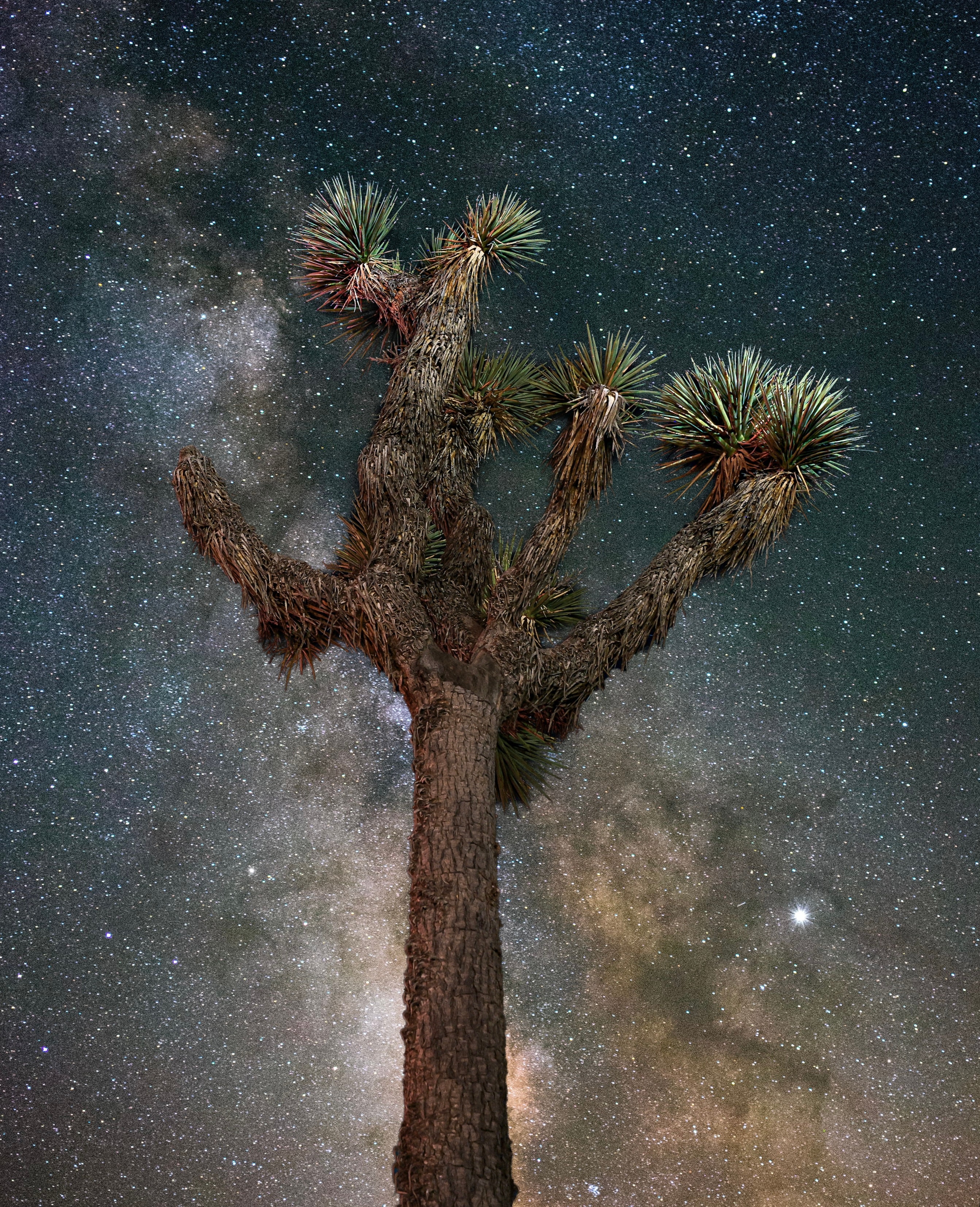 Close-up of a Joshua tree trunk and spiky branches reaching up into the Milky Way galaxy core against a deep teal starry night sky