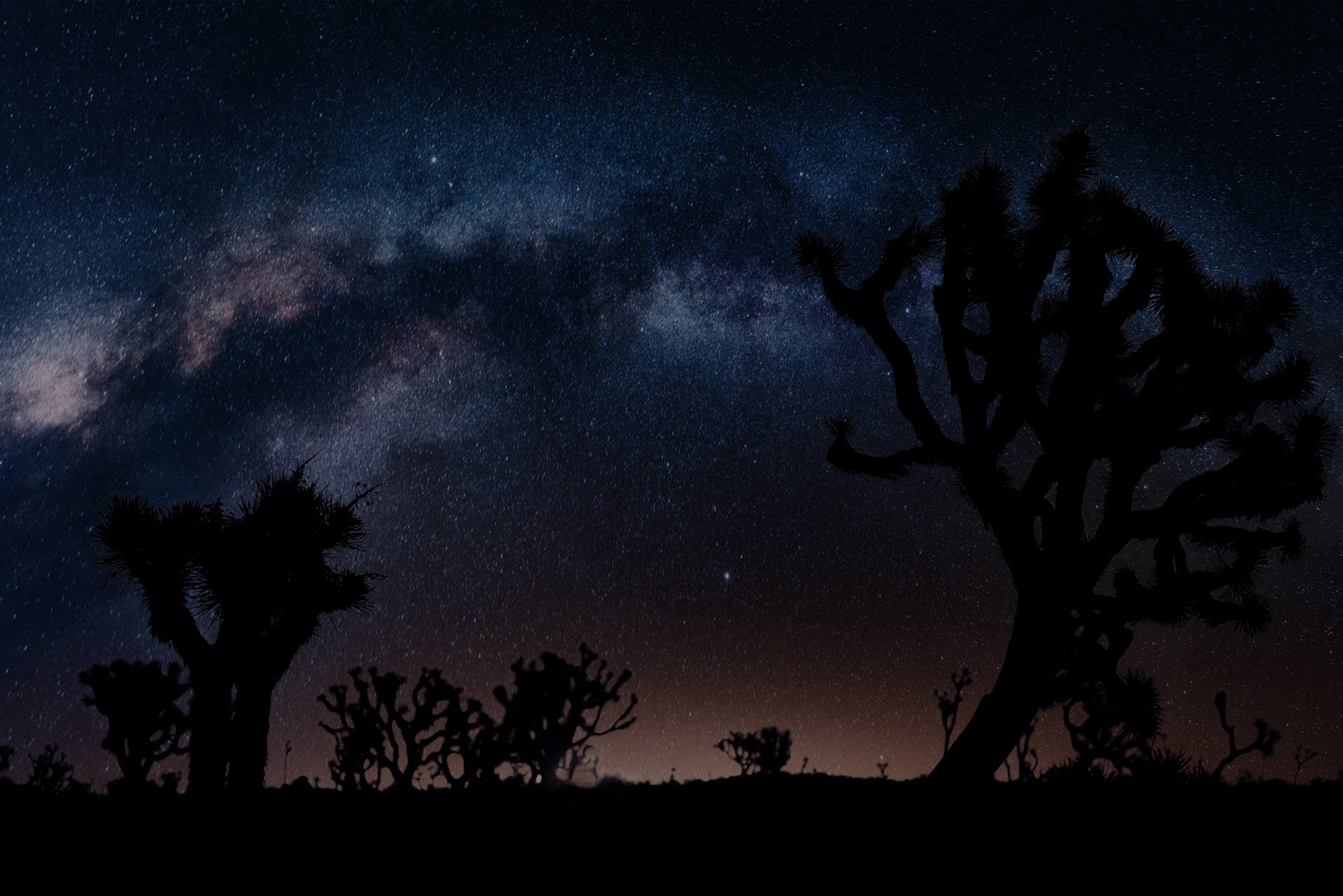 Joshua tree silhouettes beneath a sweeping Milky Way arch with warm amber glow on the horizon