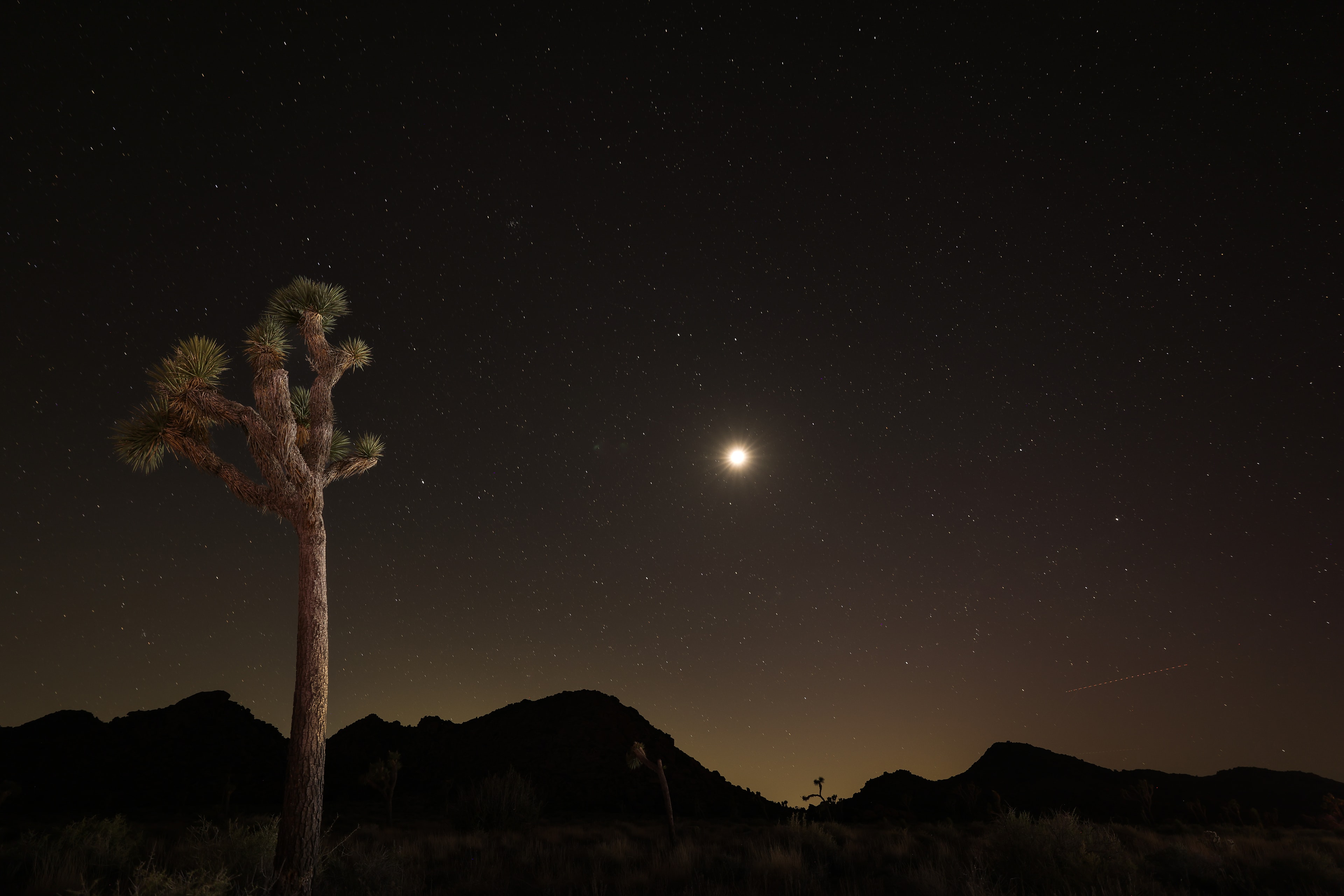 Joshua tree under moonlight with starry night sky and mountain silhouette