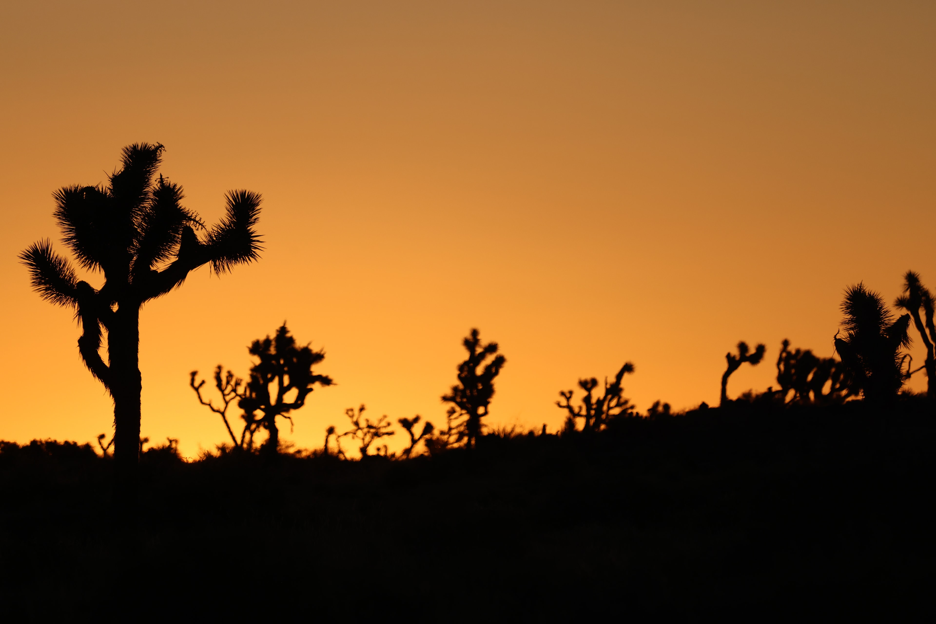 Joshua tree silhouettes against a vivid orange sunset sky