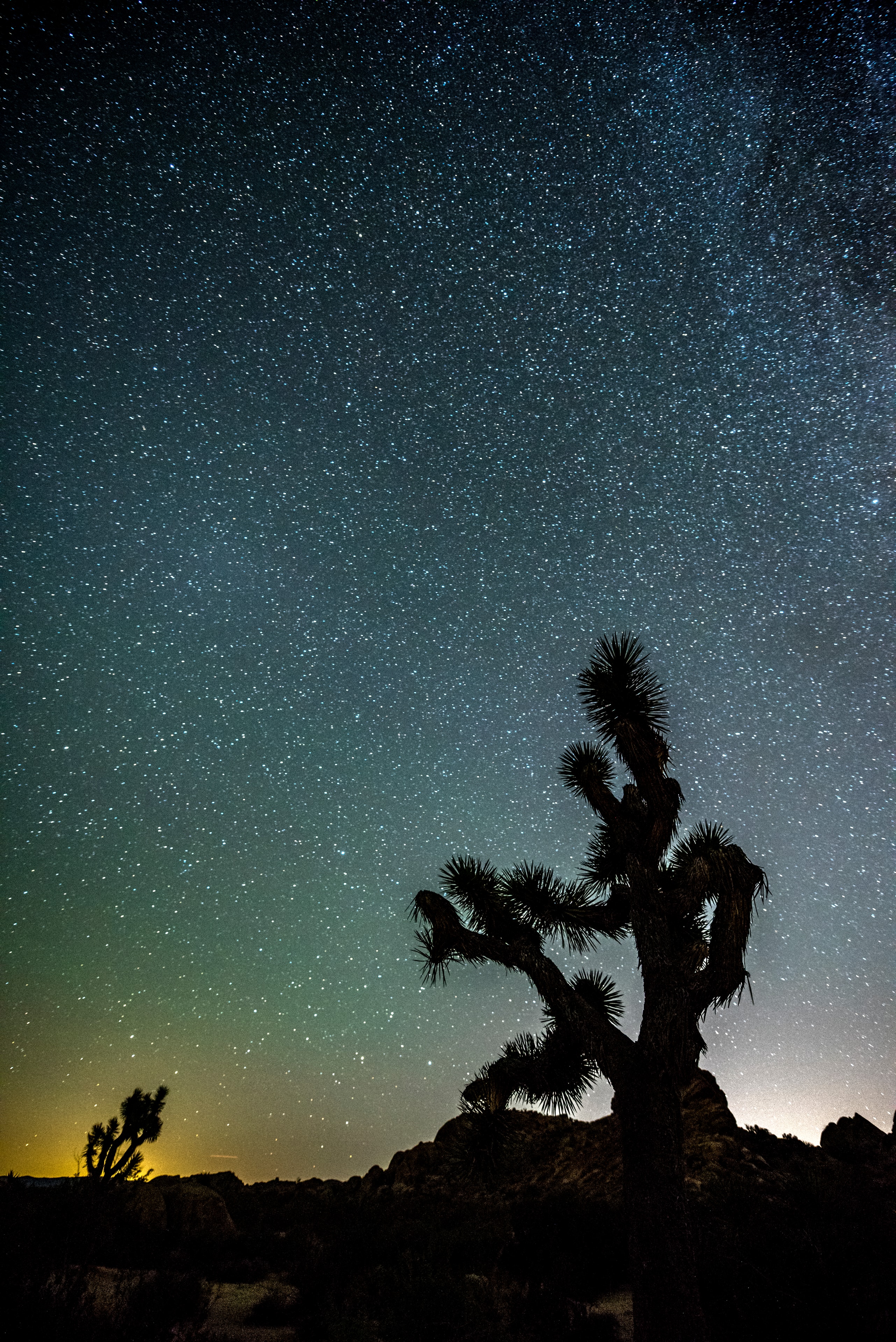 Joshua tree silhouetted against a vast starry night sky with teal and gold horizon glow