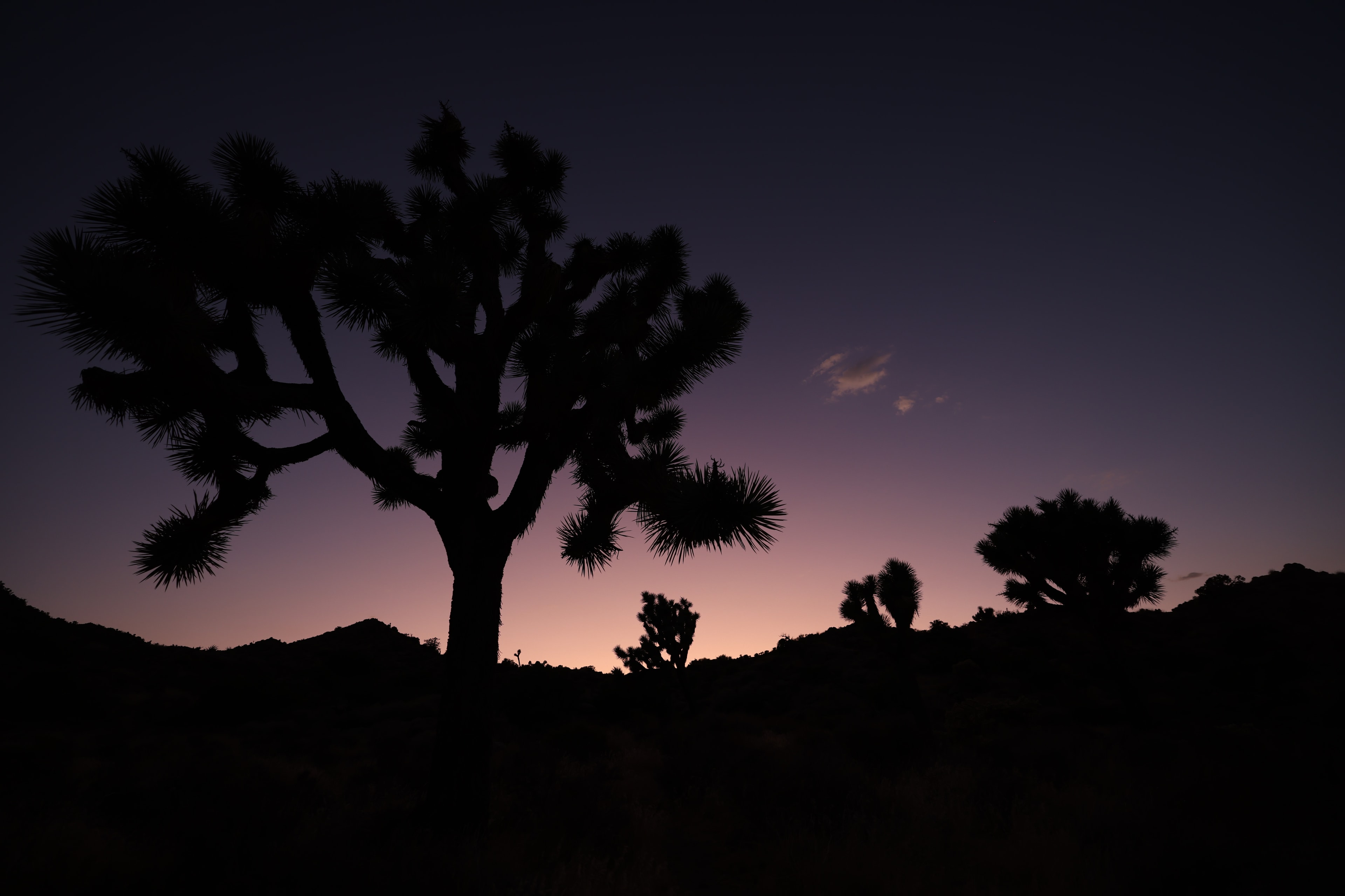Joshua trees silhouetted against deep purple and pink twilight sky