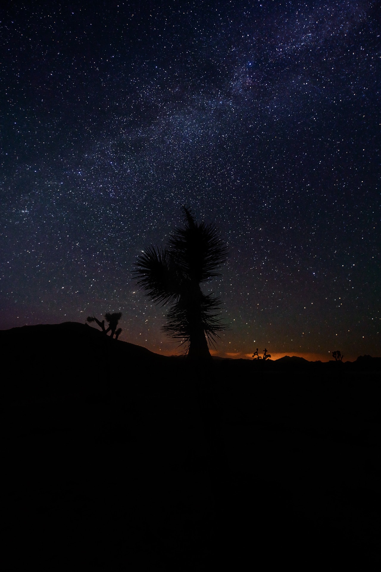 Young Joshua tree silhouetted against a dense star field with warm amber glow on the desert horizon at night