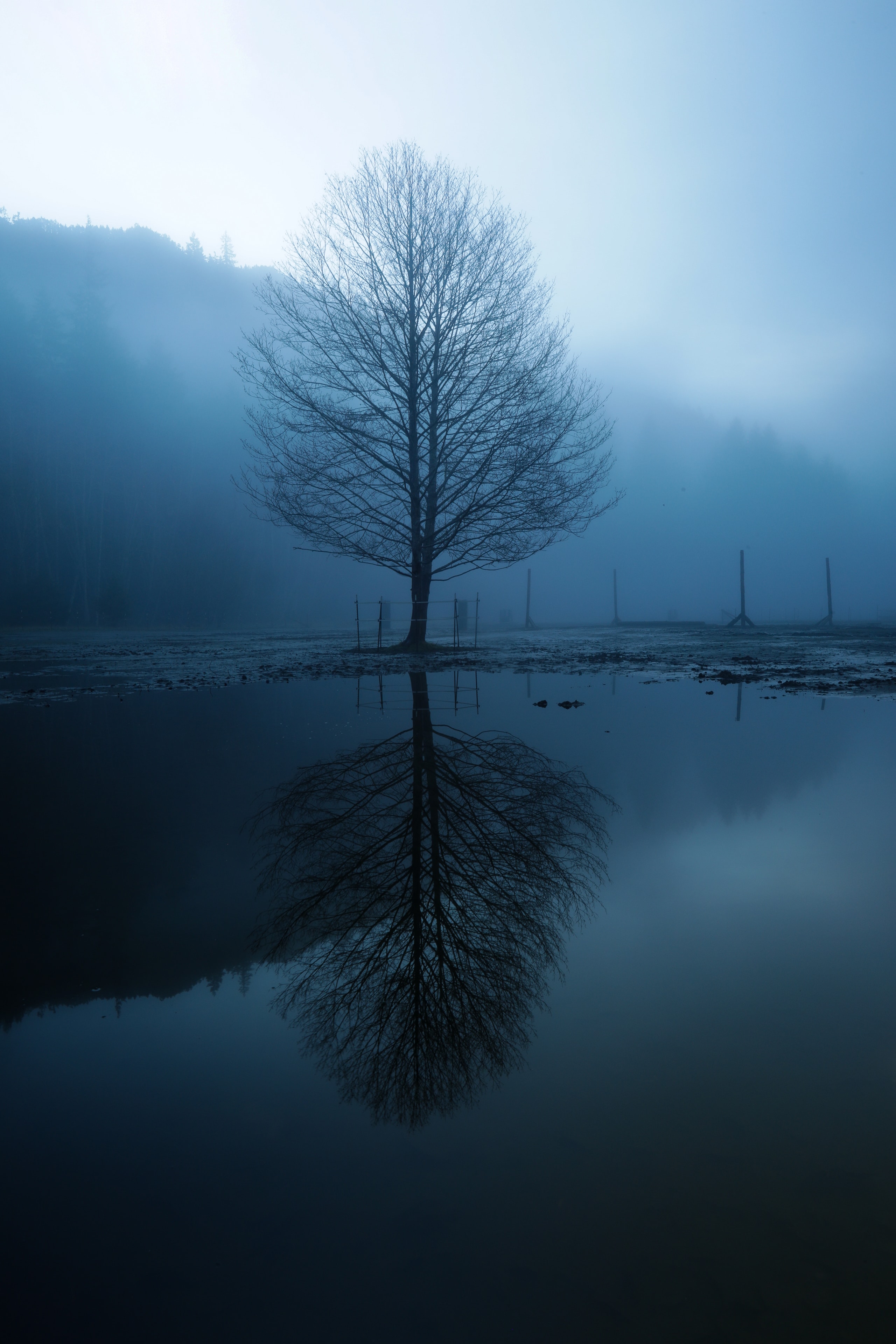 Lone bare tree perfectly mirrored in still water under moody blue fog and mist