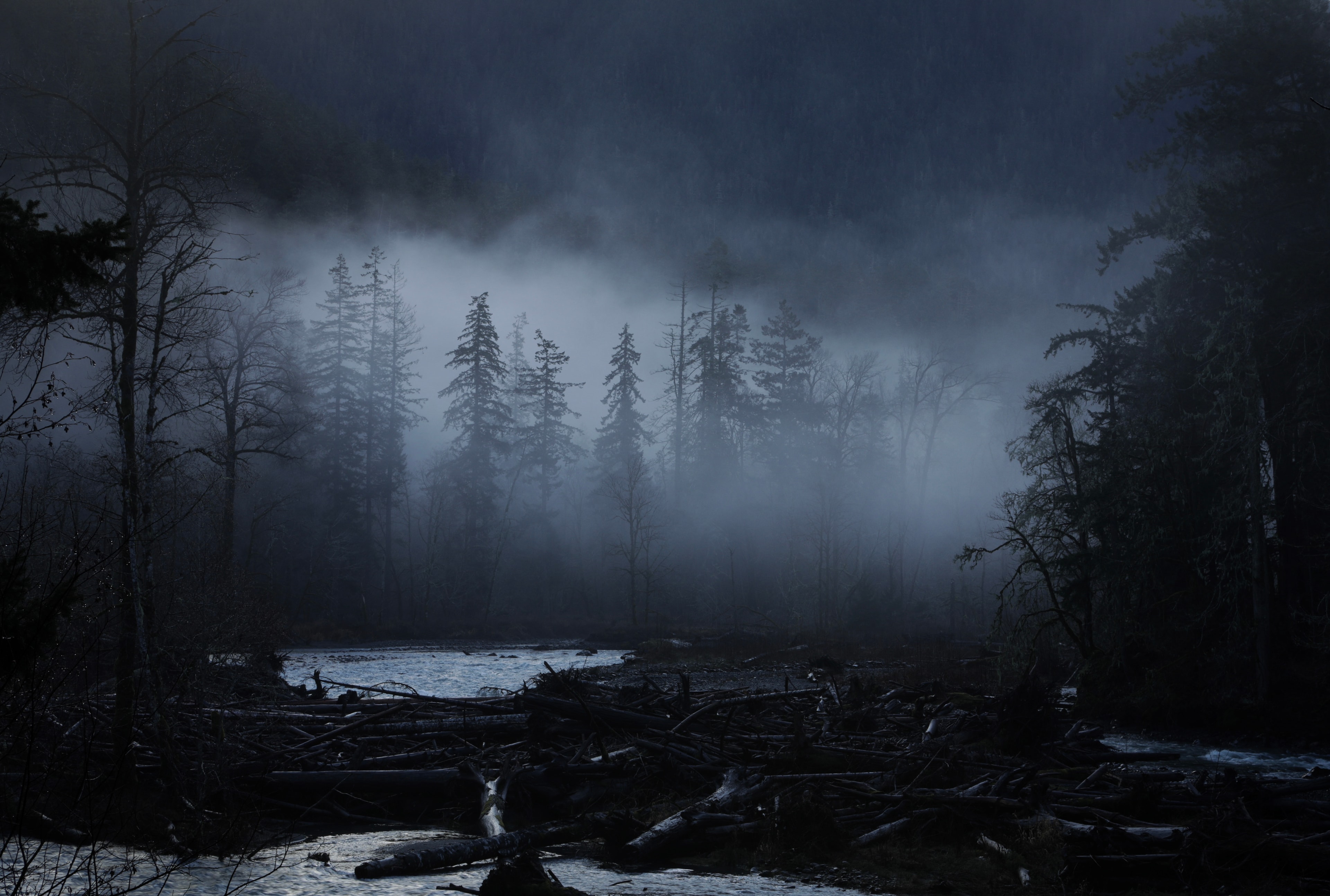 Ghostly conifers rising through thick fog over a debris-strewn river in a dark moody forest