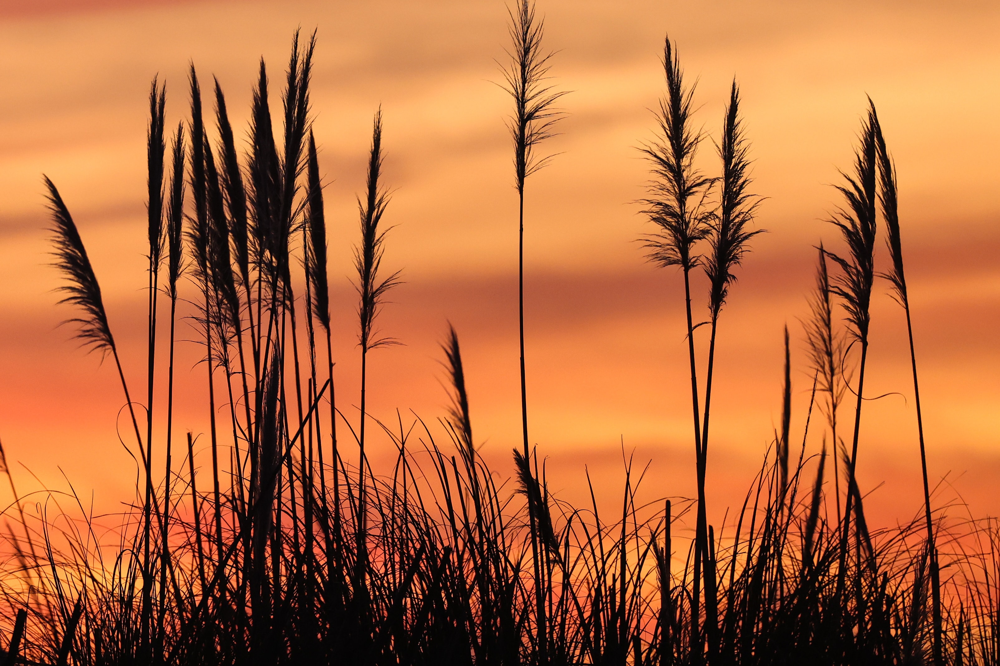 Sea grass silhouettes against vivid orange sunset sky