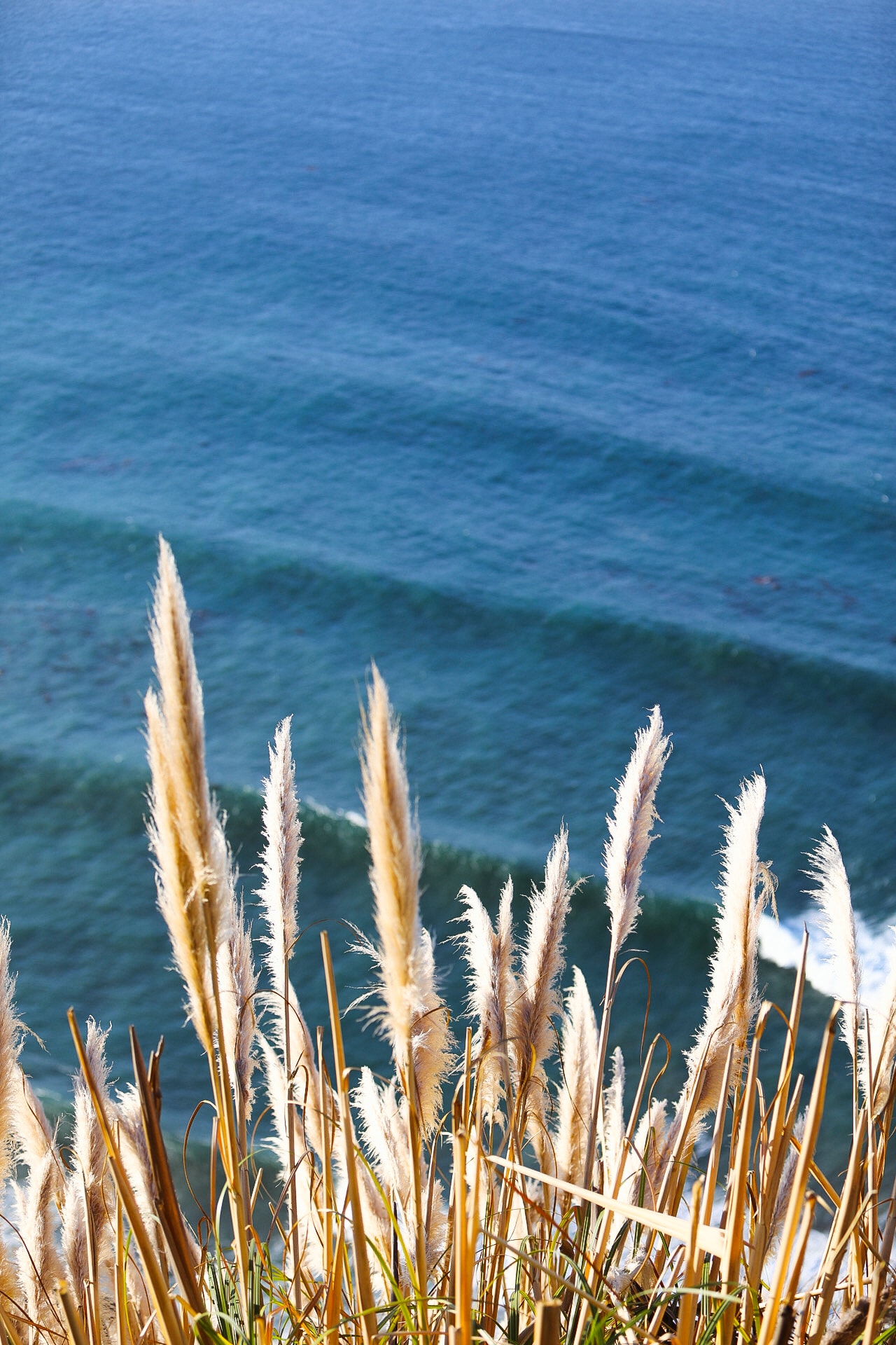 Golden pampas grass over deep blue ocean waves
