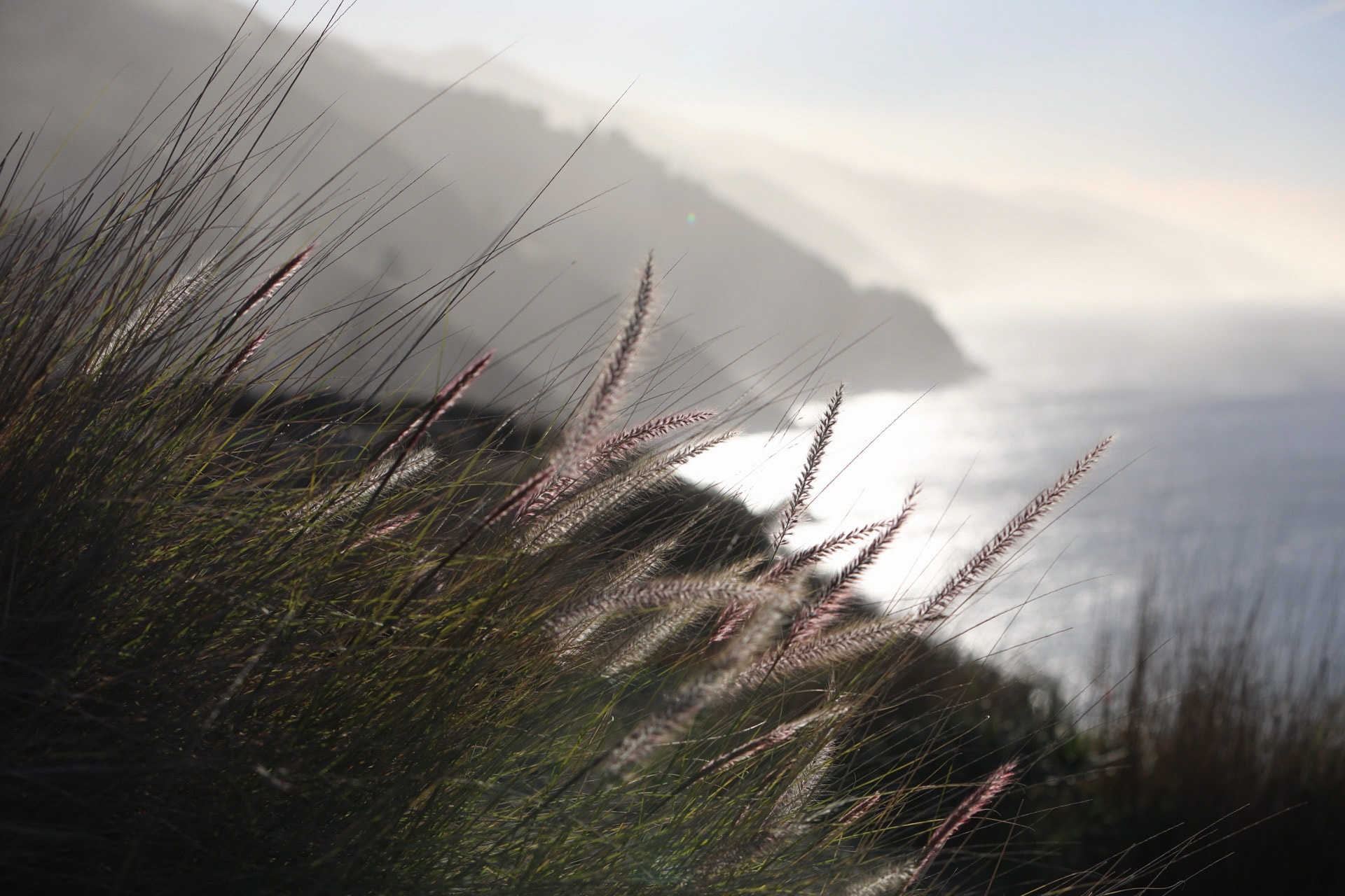 Coastal grasses with misty ocean cliffs in soft morning light